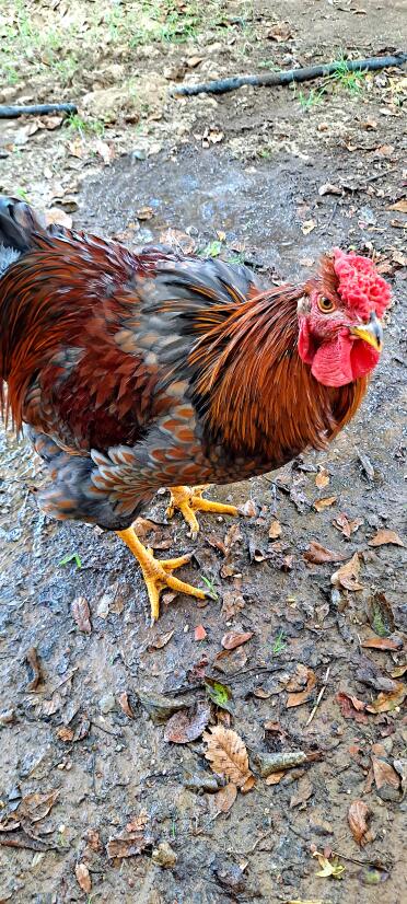 Baby the rooster 