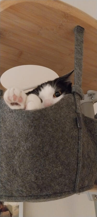 Godersi l'albero dei gatti