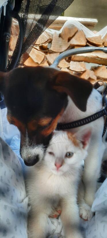 Omlet make products suited to all of your pets!