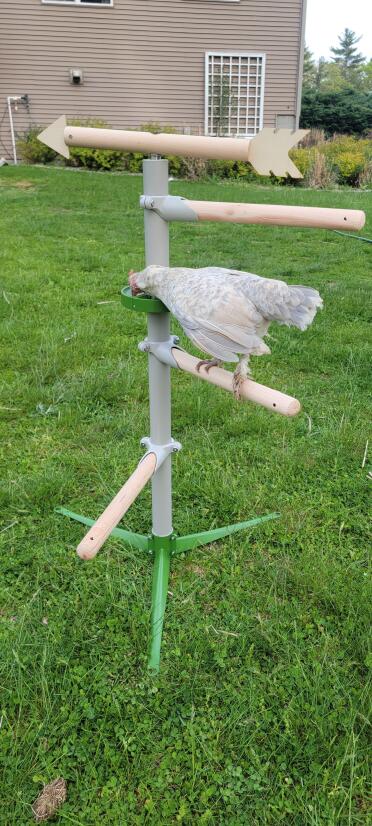 Cinderella loves her new perch and enjoyed the treat dish! 