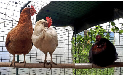 Bergamott, bêtise och ciboulette