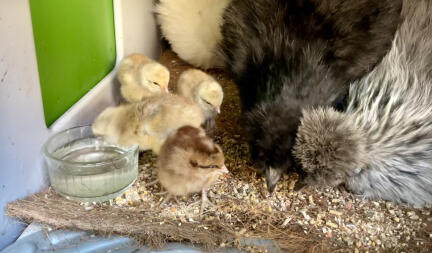 3 silkie-mammor och 4 bielefeld-babes