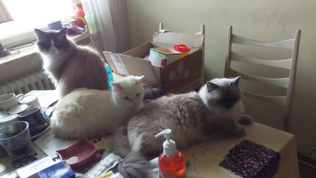 Romeo, coco, and julchen