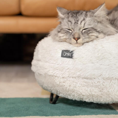 Cat cosy in an Omlet Donut bed