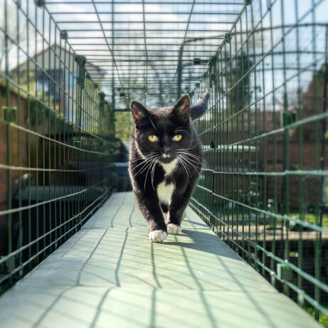 Omlet les tunnels pour catio d'extérieur offrent à votre chat une plus grande indépendance