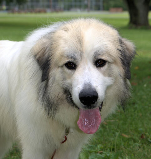 Pyrenean Mountain Dog | Dog Breeds
