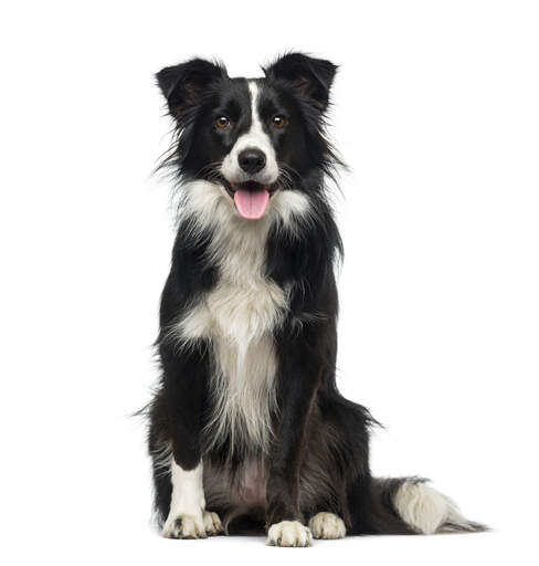 Border Collie Dogs Dog Breeds