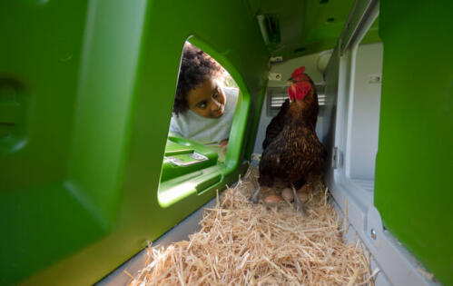 Chicken Coops 4-10 Chickens Omlet