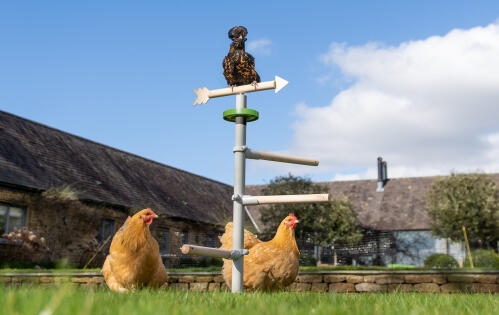 Chicken Toys and Perches. Shop online now. | Omlet