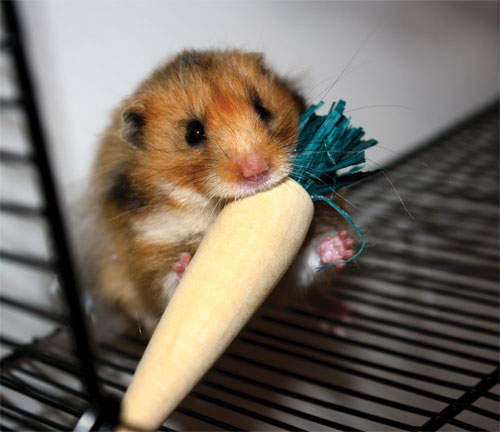Närbild på en hamster som tuggar på en tuggleksak inne i sin bur.