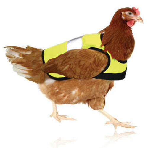 High-Vis Chicken Jackets