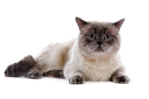 Eine britisch-kurzhaar-katze mit einem glänzenden colourpoint-fell