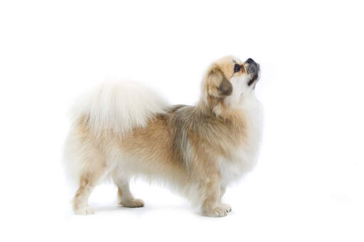 Tibetan Spaniel Dogs | Dog Breeds