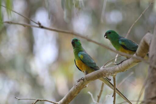Red Rumped Parrot | Parrot Breeds
