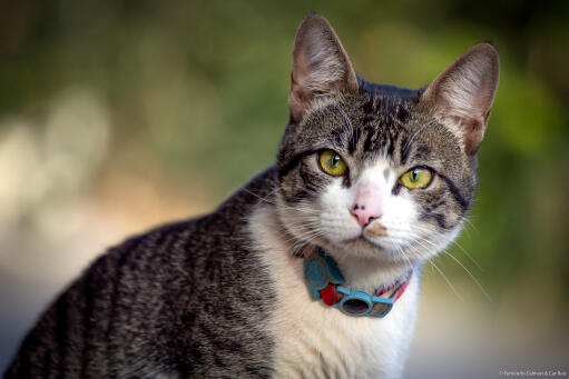 American Wirehair Cats Cat Breeds American Wirehair Cats Cat Breeds