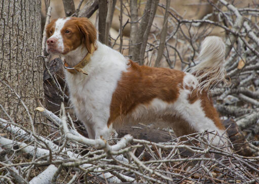 Hot long haired brittany spaniel Store
