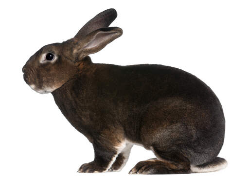 Rex Rabbit Sallander Rex Rabbits | Rex For Sale | Rabbit Breeds