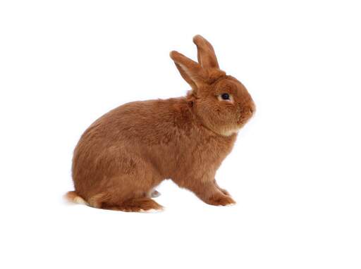 New Zealand Red Rabbits | New Zealand Red For Sale | Rabbit Breeds