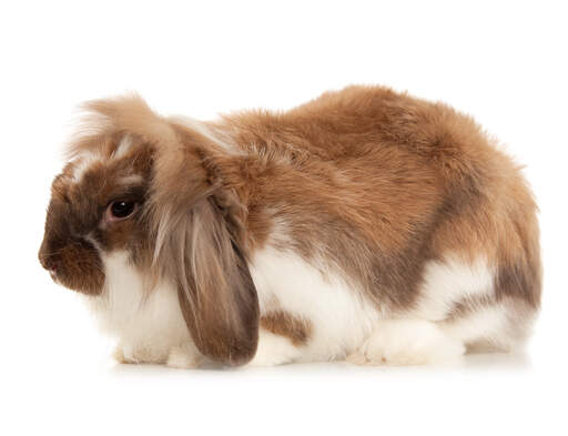 Angora Rabbits | Angora For Sale | Rabbit Breeds