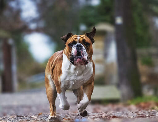 English Bulldog Dogs | Dog Breeds
