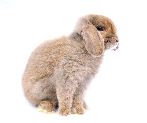 French Lop Rabbits | French Lop For Sale | Rabbit Breeds
