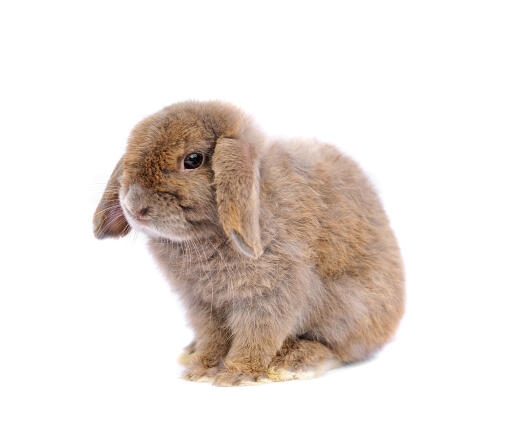 french lop rabbit price