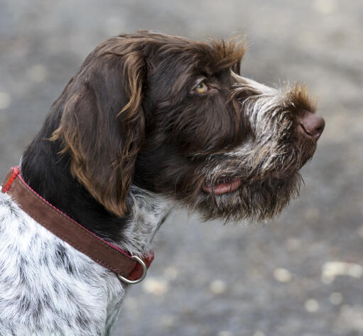 A close up of a German Wirehaired Pointer's scruffy beard and eyebrows