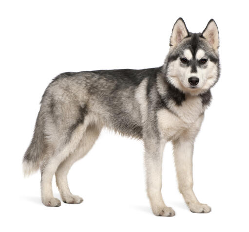 An adult Siberian Husky showing off it's wonderful thick coat and big, pointed ears