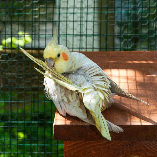 Cockatil Roti Cockatiel Parrots | Parrot Breeds