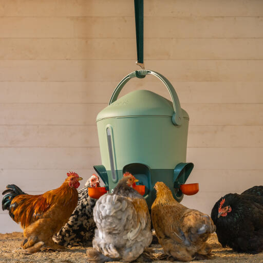 Chickens drinking from feeder on hangar