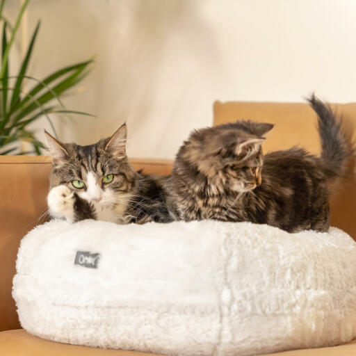 Due gatti stesi su un'elegante e morbida cuccia donut bianco neve