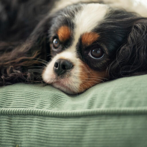 A dog resting on the cushion dog bed.