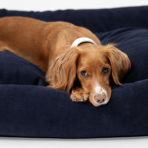 dog snuggled in supportive easy to clean organic cord nest bed