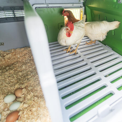 Zwei hühner im inneren des Omlet Eglu Cube hühnerstalls