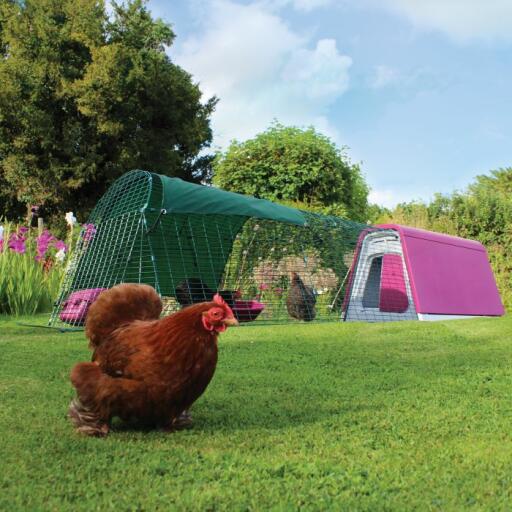 Eglu Go chicken coop with 2m run in purple