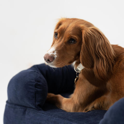 spaniel lying on elegant navy cord bolster dog bed