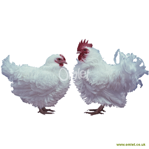 bantam white female & male