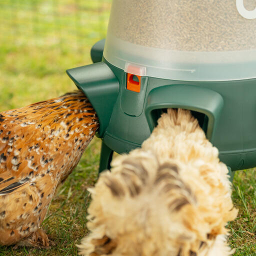 Hühnerfutterautomat ohne verschwendung mit geschützten futteröffnungen gegen fresskonflikte