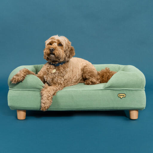 dog lying on luxury organic cotton corduroy moss memory foam bolster dog bed