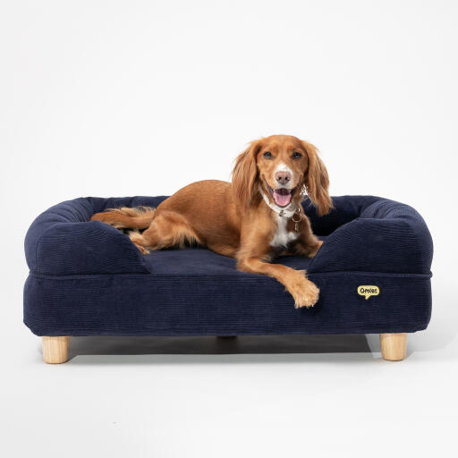 spaniel stretched out on navy cord memory foam dog bed from Omlet