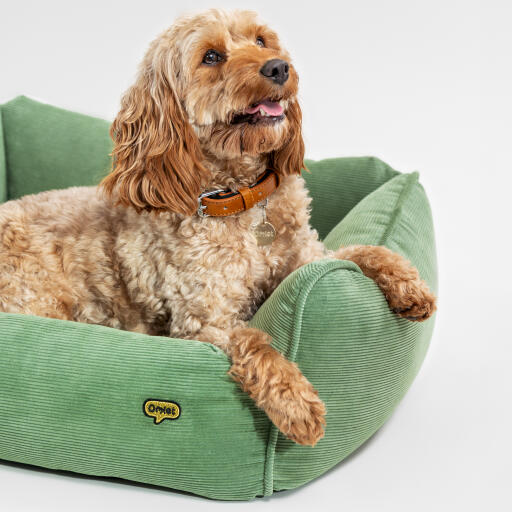 Nest dog bed in corduroy green