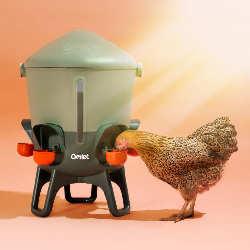 Huhn, das bei hitze aus einem isolierten hühner-tränke Omlet trinkt