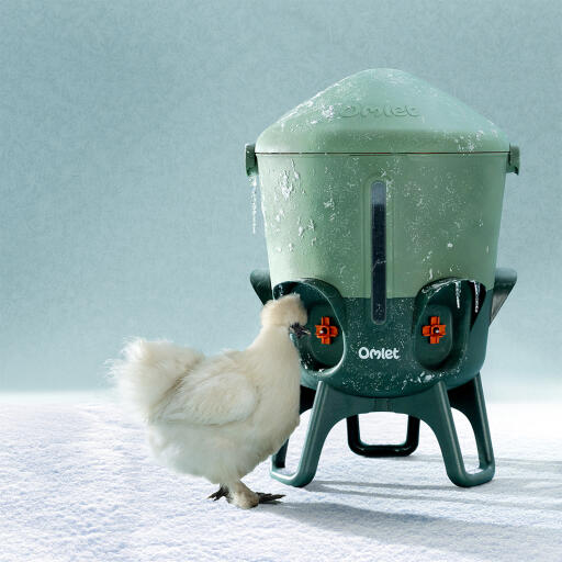 Huhn, das bei kälte aus einem isolierten hühner-tränkeautomaten von „ Omlet “ trinkt