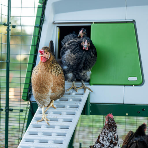 Hühner, die aus einem Omlet intelligenten automatischen türöffner für hühnerställe herauskommen
