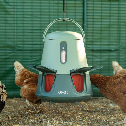 Omlet smart automatic feeder hung up in a run with chickens feeding