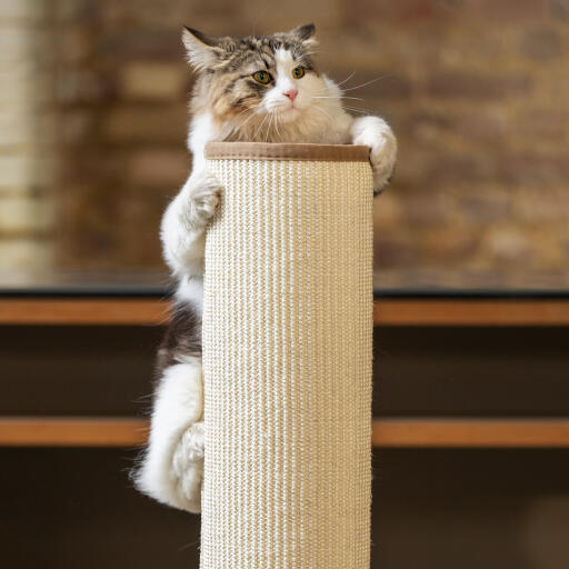 Chat fluffy grimpant sur le Switch griffoir lumineux pour chat