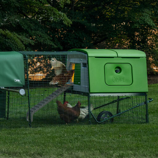 Ein Eglu Cube hühnerstall mit Autodoor und einem licht, das den hühnern hilft, nachts in den stall zu kommen