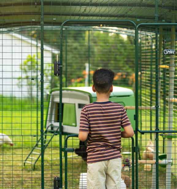 boy walking into a walk in run enclosure with eglu cube chicken coop