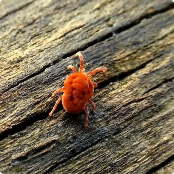 poux rouge sur du bois