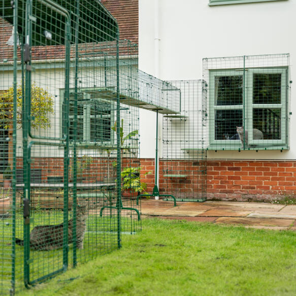 Two cats in their Omlet catio enclosure, connected by the catio tunnels